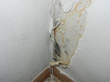 Schimmelbefall unter Tapete